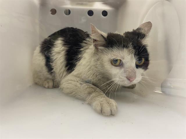 Shelter Stray Unknown Cat last seen , 3839 W Burnham St, West Milwaukee, WI 53215, USA