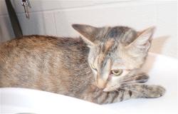 Shelter Stray Female Cat last seen ST PETERS, 4850 Mid Rivers Mall Dr, St Peters, MO 63376, USA