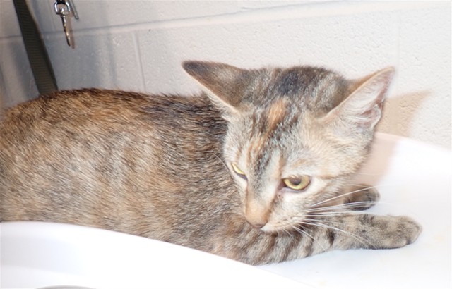 Shelter Stray Female Cat last seen ST PETERS, 4850 Mid Rivers Mall Dr, St Peters, MO 63376, USA