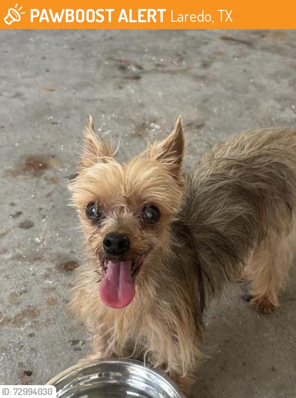 Found/Stray Male Dog last seen winfeild park, Laredo, TX 78045