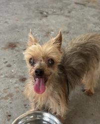 Found/Stray Male Dog last seen winfeild park, Laredo, TX 78045