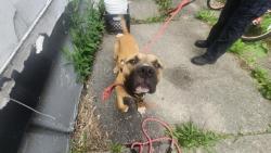 Shelter Stray Male Dog last seen Near BLOCK TERRY ST, DETROIT, MI 48228, 7401 Chrysler Dr, Detroit, MI 48211, USA