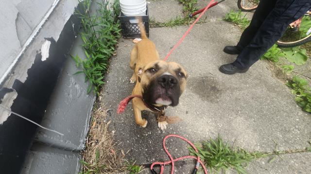 Shelter Stray Male Dog last seen Near BLOCK TERRY ST, DETROIT, MI 48228, 7401 Chrysler Dr, Detroit, MI 48211, USA