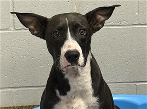 Shelter Stray Female Dog last seen Near BLOCK ROGERS AVE, 2020 Forest St, Jacksonville, FL 32204, USA