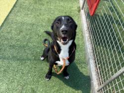 Shelter Stray Female Dog last seen , 14409 Vanowen St, Van Nuys, CA 91405, USA