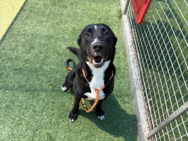 Shelter Stray Female Dog last seen , 14409 Vanowen St, Van Nuys, CA 91405, USA