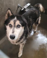 Shelter Stray Male Dog last seen , 14409 Vanowen St, Van Nuys, CA 91405, USA