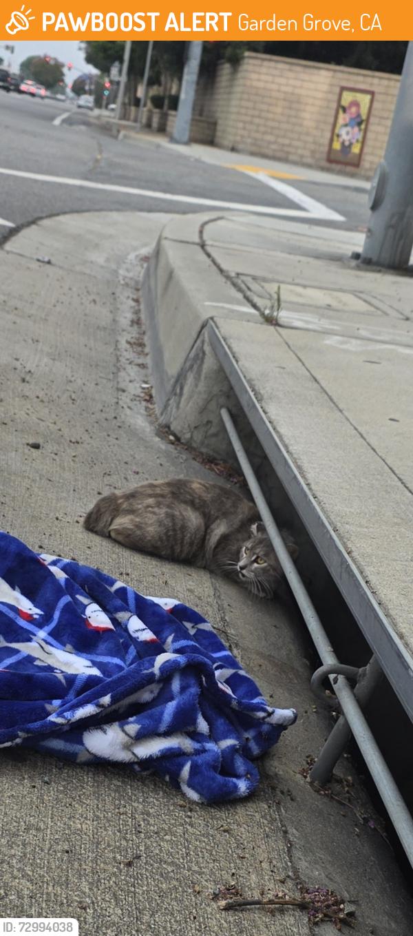 Found/Stray Unknown Cat last seen Trask and Euclid, Garden Grove, CA 92843