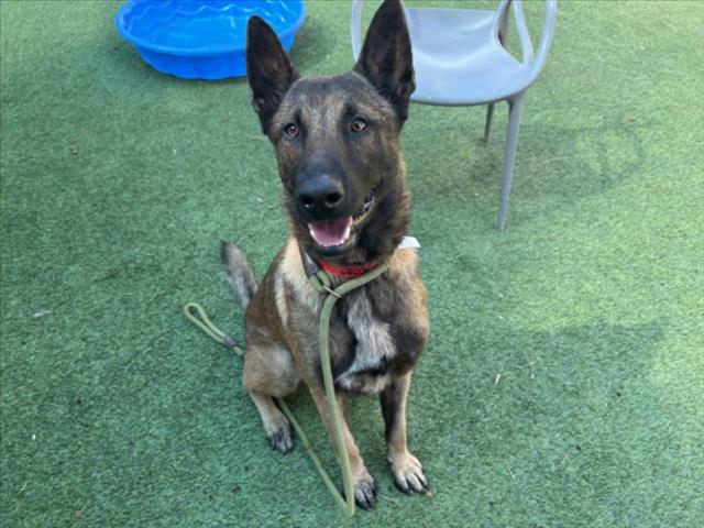 Shelter Stray Male Dog last seen , 14409 Vanowen St, Van Nuys, CA 91405, USA