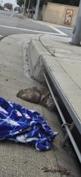 Found/Stray Unknown Cat last seen Trask and Euclid, Garden Grove, CA 92843