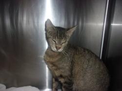 Shelter Stray Female Cat last seen , 14409 Vanowen St, Van Nuys, CA 91405, USA