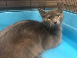 Shelter Stray Female Cat last seen , 14409 Vanowen St, Van Nuys, CA 91405, USA