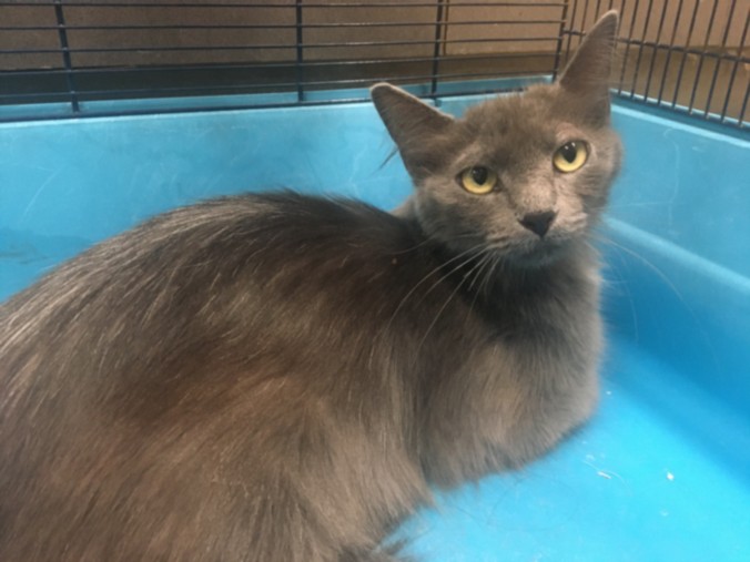 Shelter Stray Female Cat last seen , 14409 Vanowen St, Van Nuys, CA 91405, USA