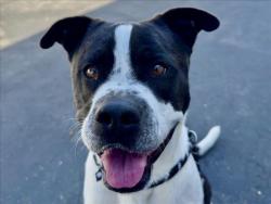 Shelter Stray Male Dog last seen , 11361 W Pico Blvd, Los Angeles, CA 90064, USA