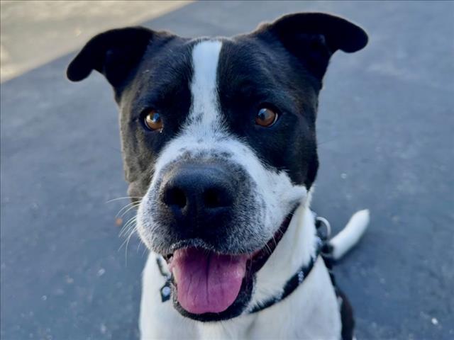 Shelter Stray Male Dog last seen , 11361 W Pico Blvd, Los Angeles, CA 90064, USA