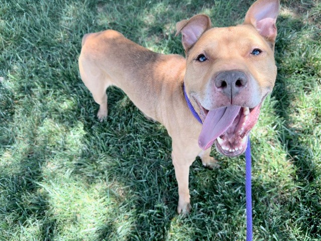 Shelter Stray Male Dog last seen CHARLOTTE, 8315 Byrum Dr, Charlotte, NC 28217, USA