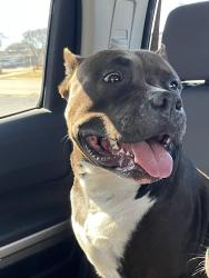 Lost Female Dog last seen Whetstone (hwy 3), Swansea, SC 29160