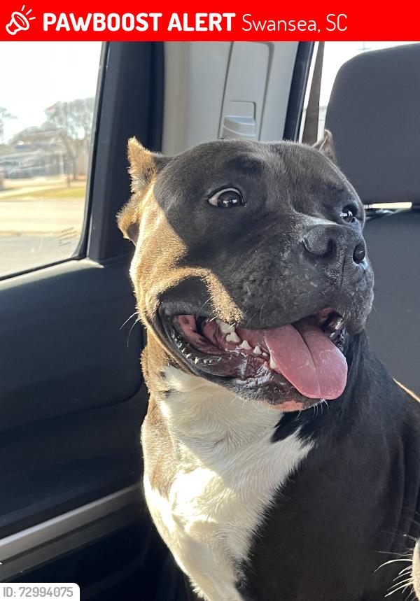 Lost Female Dog last seen Whetstone (hwy 3), Swansea, SC 29160