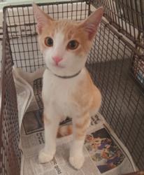 Shelter Stray Male Cat last seen , 1850 W 60th St, Los Angeles, CA 90047, USA