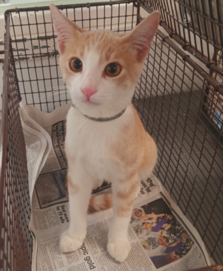 Shelter Stray Male Cat last seen , 1850 W 60th St, Los Angeles, CA 90047, USA