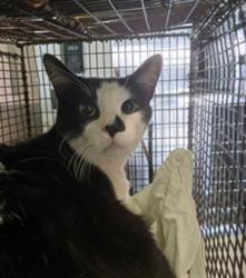 Shelter Stray Male Cat last seen , 1850 W 60th St, Los Angeles, CA 90047, USA