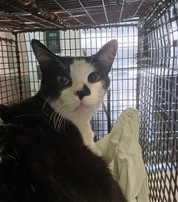 Shelter Stray Male Cat last seen , 1850 W 60th St, Los Angeles, CA 90047, USA
