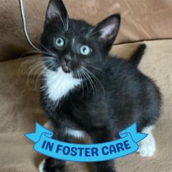 Shelter Stray Male Cat last seen Near BLOCK ROBERT AND TRUDIE PERKINS WAY, TALLAHASSEE FL 32310, 1125 Easterwood Dr, Tallahassee, FL 32311, USA