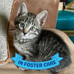 Shelter Stray Female Cat last seen Near BLOCK ROBERT AND TRUDIE PERKINS WAY, TALLAHASSEE FL 32310, 1125 Easterwood Dr, Tallahassee, FL 32311, USA