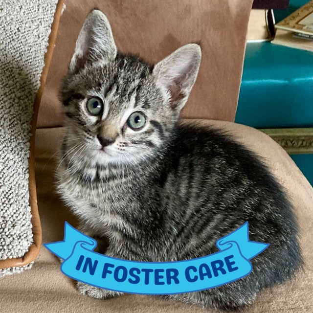 Shelter Stray Female Cat last seen Near BLOCK ROBERT AND TRUDIE PERKINS WAY, TALLAHASSEE FL 32310, 1125 Easterwood Dr, Tallahassee, FL 32311, USA