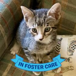 Shelter Stray Female Cat last seen Near BLOCK ROBERT AND TRUDIE PERKINS WAY, TALLAHASSEE FL 32310, 1125 Easterwood Dr, Tallahassee, FL 32311, USA