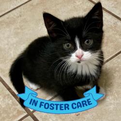Shelter Stray Female Cat last seen Near BLOCK ROBERT AND TRUDIE PERKINS WAY, TALLAHASSEE FL 32310, 1125 Easterwood Dr, Tallahassee, FL 32311, USA