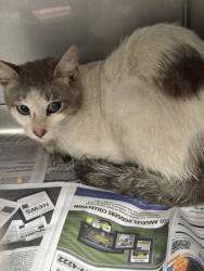 Shelter Stray Male Cat last seen , West Valley Animal Shelter, 20655 Plummer St, Chatsworth, CA 91311, USA