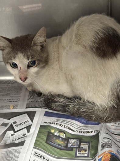 Shelter Stray Male Cat last seen , West Valley Animal Shelter, 20655 Plummer St, Chatsworth, CA 91311, USA