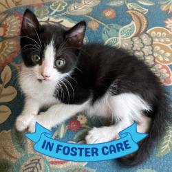 Shelter Stray Male Cat last seen Near BLOCK ROBERT AND TRUDIE PERKINS WAY, TALLAHASSEE FL 32310, 1125 Easterwood Dr, Tallahassee, FL 32311, USA