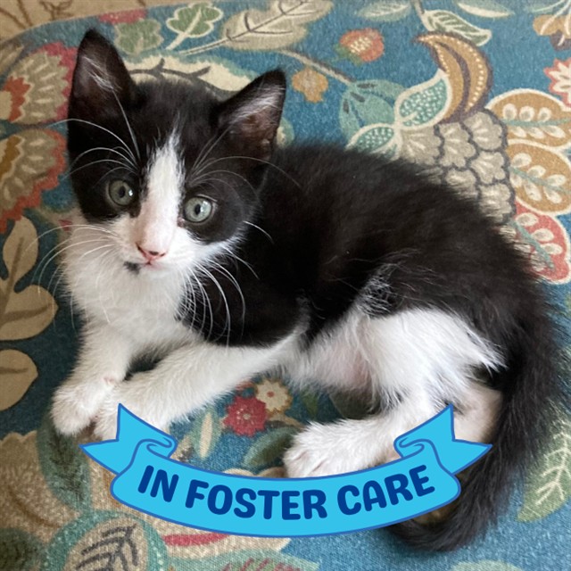 Shelter Stray Male Cat last seen Near BLOCK ROBERT AND TRUDIE PERKINS WAY, TALLAHASSEE FL 32310, 1125 Easterwood Dr, Tallahassee, FL 32311, USA