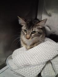 Shelter Stray Female Cat last seen , West Valley Animal Shelter, 20655 Plummer St, Chatsworth, CA 91311, USA