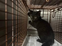 Shelter Stray Female Cat last seen , West Valley Animal Shelter, 20655 Plummer St, Chatsworth, CA 91311, USA