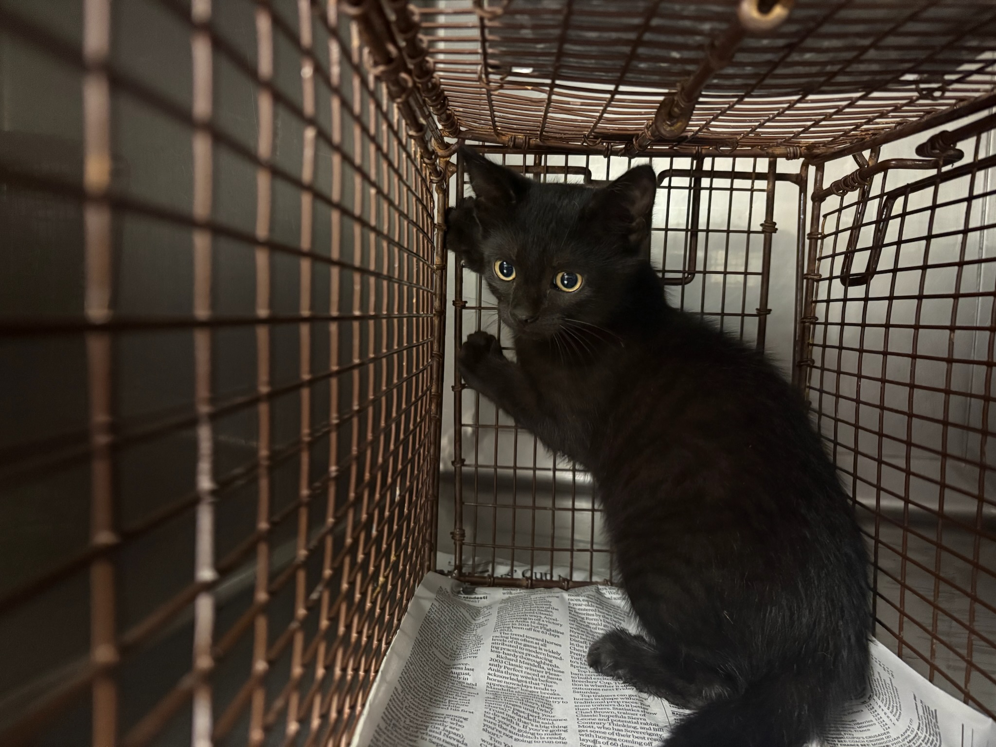 Shelter Stray Female Cat last seen , West Valley Animal Shelter, 20655 Plummer St, Chatsworth, CA 91311, USA
