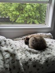 Reunited Female Cat last seen Westside Elementary, Elmwood Park, West Fargo, ND 58078