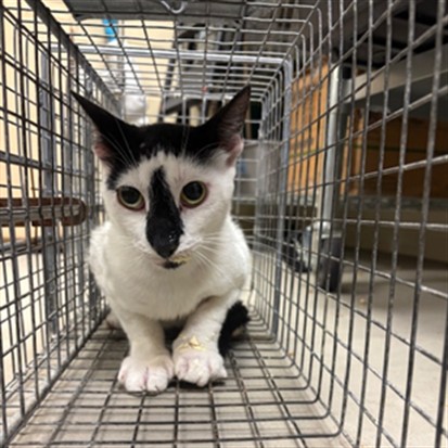 Shelter Stray Unknown Cat last seen , 232 Eslinger Way, Sanford, FL 32773, USA