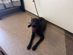 Shelter Stray Female Dog last seen NEMNICH AND LUCAS AND HUNT, 1705 S Hanley Rd, Brentwood, MO 63144, USA