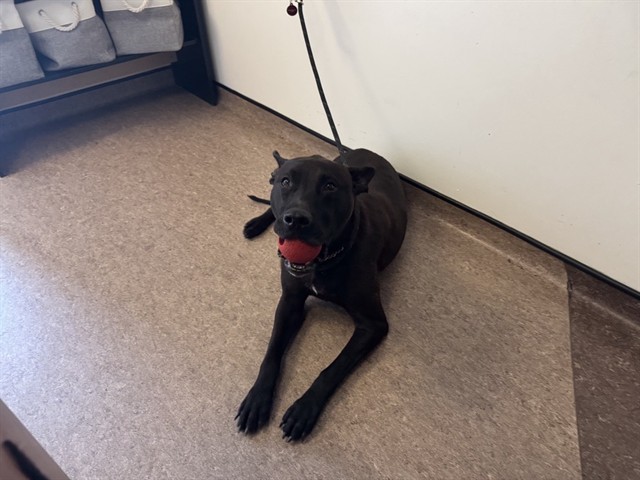 Shelter Stray Female Dog last seen NEMNICH AND LUCAS AND HUNT, 1705 S Hanley Rd, Brentwood, MO 63144, USA
