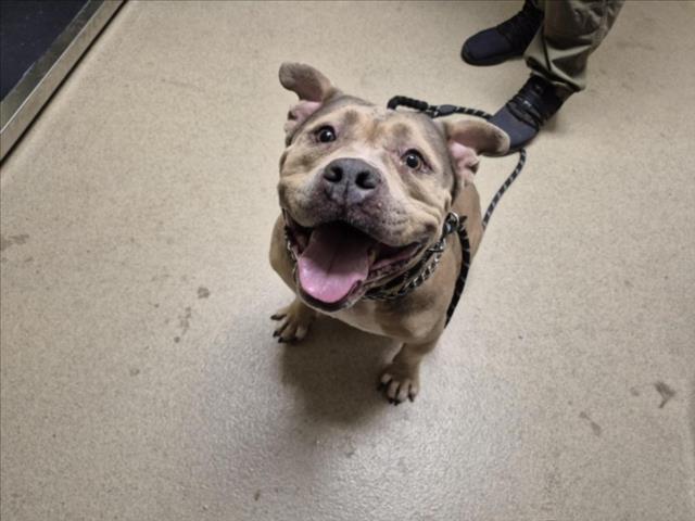 Shelter Stray Female Dog last seen , 1601 Eubanks Rd, Chapel Hill, NC 27516, USA