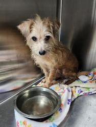 Shelter Stray Male Dog last seen , 8311 Freedom Dr, Pearland, TX 77581, USA