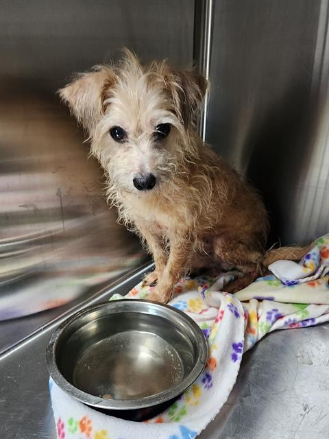Shelter Stray Male Dog last seen , 8311 Freedom Dr, Pearland, TX 77581, USA