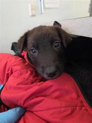 Shelter Stray Male Dog last seen , 4710 TX-151, San Antonio, TX 78227, USA