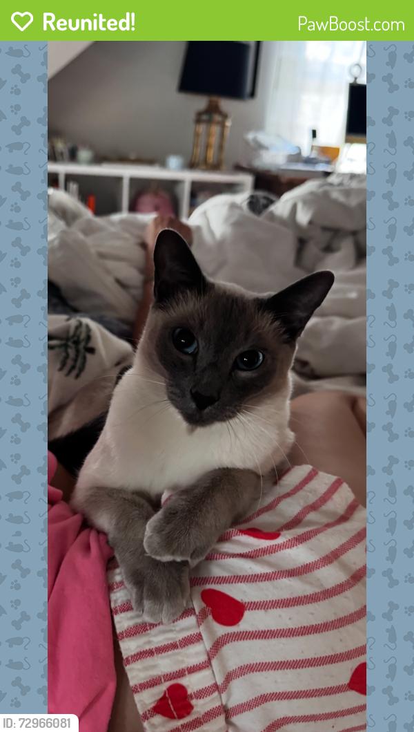 Reunited Male Cat last seen Near Stillwater rd, Stamford, CT 06902