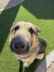Lost Male Dog last seen Near San Carlos Market Place, San Carlos, CA 94070