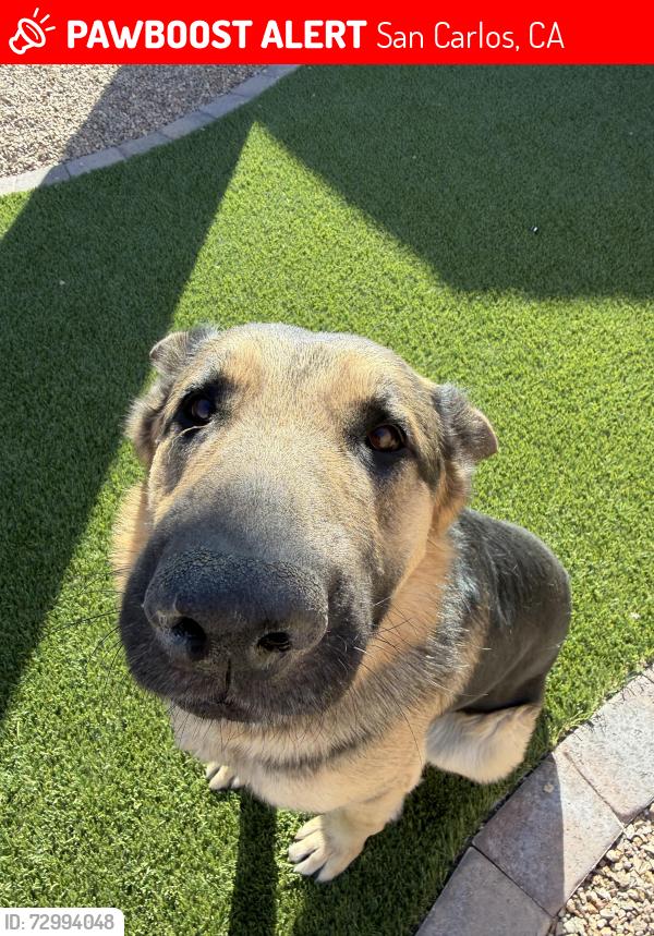Lost Male Dog last seen Near San Carlos Market Place, San Carlos, CA 94070