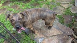Reunited Male Dog last seen Gap Creek and and Rhodes Lane, Slater-Marietta, SC 29661